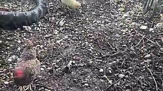 Stranded Teen Feels Desperate For Fucks And Sucks