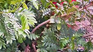 Evangelical Neighbor Picks Fruits in Outdoor Setting