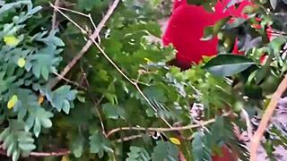 Evangelical Neighbor Picks Fruits in Outdoor Setting