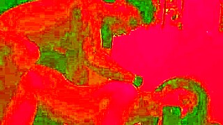 jantar de aniversário terminou com sexo apaixonado