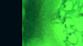 amateur blowjob and cumshot compilation