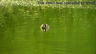 Lauren Phoenix Gets Fucked By The Pond