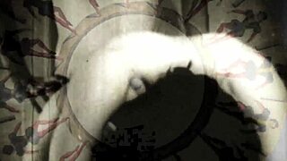 Secret Life of Hairy Beaver