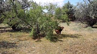 SHY ABORIGINAL MILF DANCES OUTDOORS IN COSTUME COSPLAY