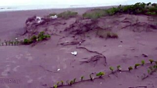 these sluts get fucked bareback on beaches cars and streets