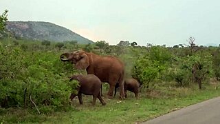 damn! african gf slobbers throat fuck pov on safari road
