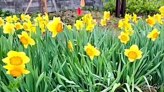 natcchi explores minakami's natural hot springs on solo gunma trip