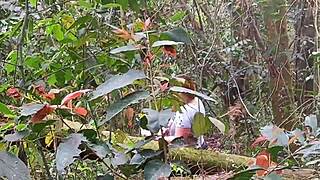 o cara pagou pra ve minha buceta no parque eu entrei no mato mostrei tudinho pra ele ai...