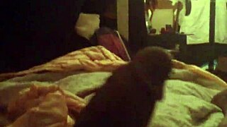 shemale strokes big black cock to cumshot