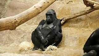 why don't girls cum during yoga sessions like this?