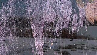 Belarusian Madre Gulps Victor Bloom's Huge Cock