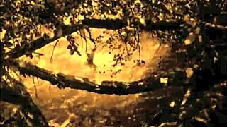 dark lantern entertainment presents vintage dragonfly classic