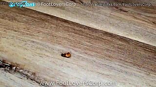 i crush bugs under my socks barefoot like daisys unaware giantess fetish turns me on so much