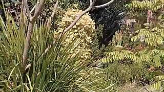 mature blonde spreads her huge shaved pussy lips in the secret garden!