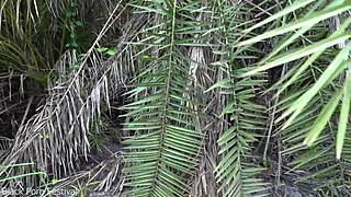 hot african native woman feels the jungle heat while cooking outdoors