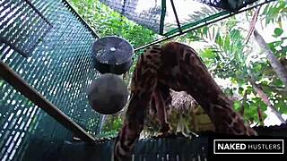 caged kitty takes bbc in big pussy hardcore